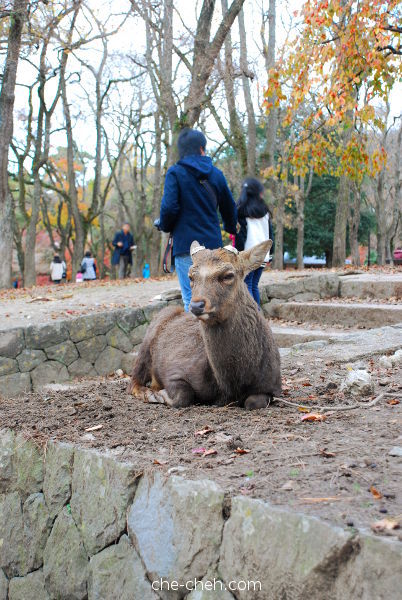 Super Cool Deer @ Nara Park, Nara